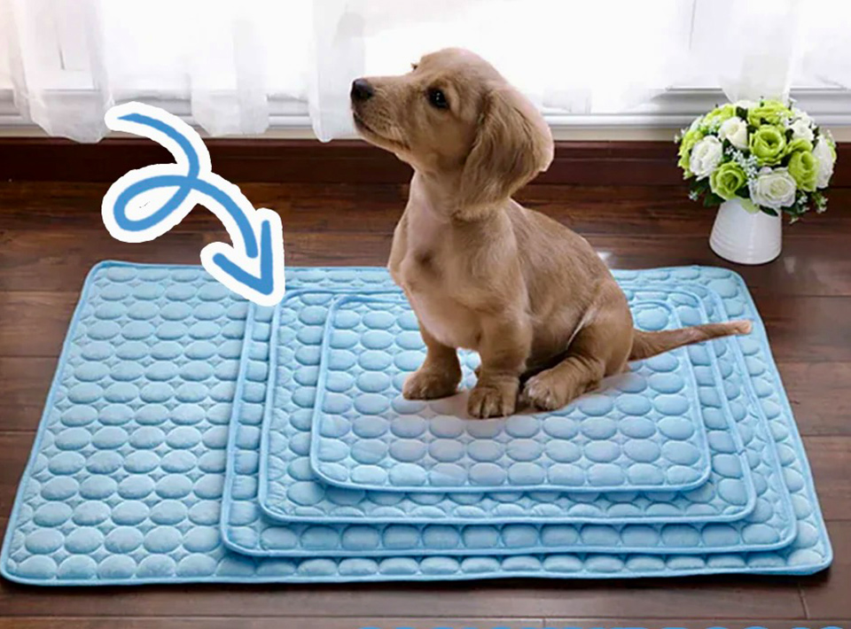 Pet Products
